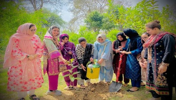 Tree Plantation